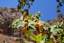 Oriental plane tree (Platanus orientalis) with fruits, Zakros gorge, Sitia Nature Park, Lasithi, Crete, Greece, July.
