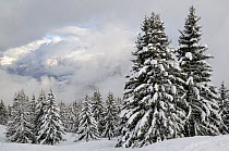 Snow-covered Pine trees and clouds over Mont Blanc after a recent snowstorm, Les Houches, Haute-Savoie, France, February 2013.