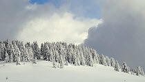 Snow covered pine trees and threatening sky, Les Houches, Haute-Savoie, France, February 2013.