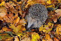 Hedgehog (Erinaceus europaeus) in leaf litter, Dorset, UK December.