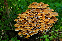 Clump of Honey fungus (Armillaria mellea) Dorset, UK November.