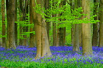 Bluebells (Hyacinthoides non-scripta) in West Woods, Wiltshire, UK. May.
