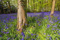 Beech tree (Fagus sylvatica) and Common Bluebells (Hyacinthoides non-scripta), Monmouthshire, Wales, May.