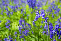 Common Bluebells (Hyacinthoides non-scripta), Monmouthshire, Wales, May.