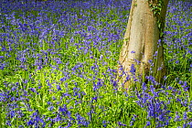 Beech tree (Fagus sylvatica) and Common Bluebells (Hyacinthoides non-scripta), Monmouthshire, Wales, May.
