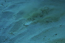 Nest in sand created by male White-spotted pufferfish (Torquigener albomaculosus) to attract females. Amami Oshima, Kagoshima, Japan