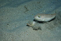 White spotted pufferfish (Torquigener albomaculosus) male creating its nest, Amami Oshima, Kagoshima, Japan