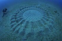 Large circular nest created by White-spotted pufferfish (Torquigener albomaculosus) male to attract female. With camera equipment on the left.  Amami Oshima, Kagoshima, Japan