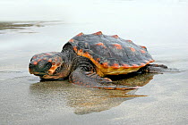 Loggerhead turtle (Caretta caretta) juvenile approx. washed up on beach, Teifi River Estuary,  Cardigan Bay, Wales, December 2006. This turtle was alive in this image, but died a few days after in cap...