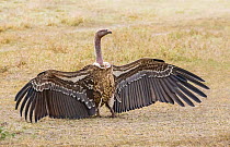Ruppell's griffon vulture (Gyps rueppellii) adult  spreading wings at edge of feeding frenzy, Ndutu, Tanzania