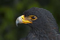 Verreaux's eagle (Aquila verreauxii) adult, falconry bird.