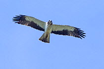 Booted eagle (Hieraaetus pennatus) adult in flight, Gabarevo area, Bulgaria