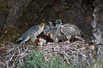 Gyr falcon (Falco rusticolus) adult male feeding ptarmigan to chicks,  Borgefjell, Sweden