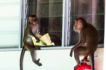 Crab eating macaque (Macaca fascicularis) group stealing food from tourist bungalow by climbing in through the window. Bako National Park. Sarawak State. Borneo. Malaysia.