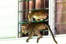 Crab eating macaque (Macaca fascicularis) group stealing food from tourist bungalow by climbing in through the window. Bako National Park. Sarawak State. Borneo. Malaysia.