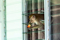 Crab eating macaque (Macaca fascicularis) stealing food from tourist bungalow by climbing in through the window, Bako National Park. Sarawak State. Borneo. Malaysia.