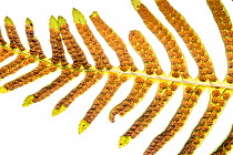 Hard fern ( Blechnum spicant) showing the sori (cluster of spore producing structures. Beneath the fronds. Sugano, Orvieto, Umbria, Italy, March.
