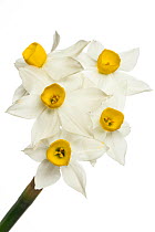 Bunch-flowered narcissus (Narcissus tazetta) Gargano, Italy. March.