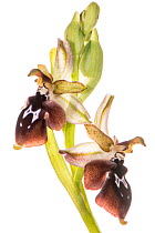 Reinhold's ophrys orchid (Ophrys reinholdii) Peloponnese, Greece, March.
