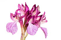 Pink butterfly orchid (Orchis papilionacea var grandiflora ) Peloponnese, Greece, March.