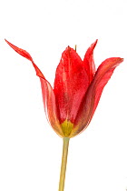 Goulimyi's tulip (Tulipa goulimyi) Peloponneses , Greece, March.