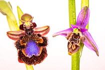 Mirror ophrys (Ophrys speculum) and Horned ophrys (Ophrys cornuta miniscula) orchids, Peloponnese, Greece, March.