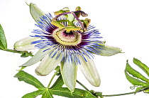 Blue passion flower (Passiflora caerulea)  Italy, June.
