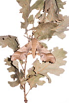 Oak hawkmoth (Marumba quercus)  Podere Montecucco, Umbria, Italy.