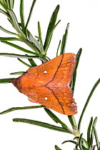 Plum lappet moth (Odonestis pruni) Podere Montecucco, Orvieto. Italy. June.