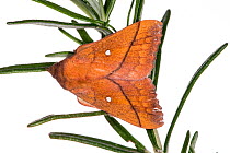 Plum lappet moth (Odonestis pruni) Podere Montecucco, Orvieto. Italy. June.