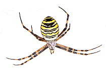 Orb web spider (Argiope bruennichi) Podere Montecucco, near Orvieto, Umbria, Italy. August.