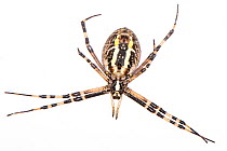 Orb web spider (Argiope bruennichi) female, Podere Montecucco, near Orvieto, Umbria, Italy. August.