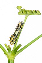 Common swallowtail larva (Papilio machaon) 2nd instar on larval foodplants Fennel (Ferula communis)