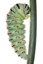 Common swallowtail larva (Papilio machaon) final  instar on larval foodplant Fennel (Ferula communis). The larval body has shortened and it is attached to the stem just before forming the chrysalis.