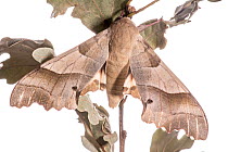Oak hawkmoth (The oak hawk ( Marumba quercus)  shows a remarkable degree of camouflage when resting in dry oak leaves: one of a number of local hawkmoths caught using a MV light trap. Podere Montecucc...