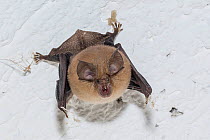 Greater horseshoe bat (Rhinolophus ferrum equinum) Podere Montecucco, Orvieto. Umbria, Italy, July.