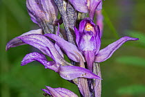 Violet limodore (Limodorum abortiuvm) near Preci, Sibillini. Umbria, Italy, June.
