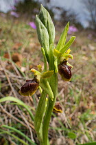 Small flowered spider orchid (Ophrys araneola) Mount Peglia, Umbria, Italy, April.