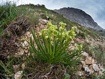 Small Alpine Orchid  (Chamorchis alpina) Passo di Valparola, near Cortina, Dolomites, Italy. July 2016