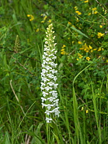 Fragrant orchid - (Gymnadenia conopsea var alba) white form, Castellucio, Umbria. Italy. June.