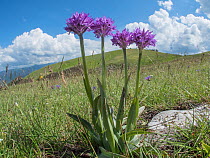 Toothed orchid (Neotinea tridentata) Sibillini, Umbria, Italy. June.