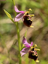 Apennine Late Spider orchid (Ophrys dinarica).  Preci, Sibillini, Umbria, Italy June 2016