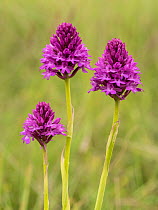 Pyramidal orchid (Anacamptis pyramidalis) Campi Valley, Sibillini, Umbria. June.