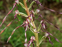 Adriatic lizard orchid (Himantoglosum adriaticum)  flowers, Sibillini, Italy. June.