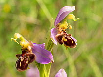 Bee orchids (Ophrys apifera) near Preci, Sibillini, Umbria Italy June.