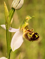 Bee orchid (Ophrys apifera) near Preci, Sibillini, Umbria, Italy, June.
