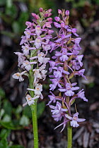 Fragrant orchid species comparison: Gymndenia odoratissima (left) and G. conopsea (right) growing at 2200m Passo di Valparola, near Cortina, Dolomites. July 2016