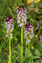 Burnt-tip Orchid (Neotinea ustulata) Castellucio di Norcia, Umbria. Italy