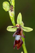 Fly orchid (Ophrys insectifera)  Sibillini near Castellucio, Umbria, Italy.