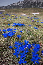Spring Gentian (Gentiana verna) Gran Sasso, Appennines, Abruzzo, Italy